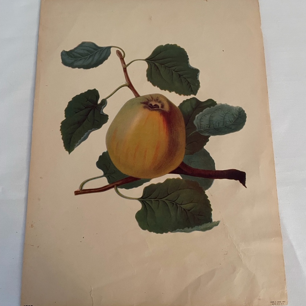 Vintage Botanical yellow apple Print